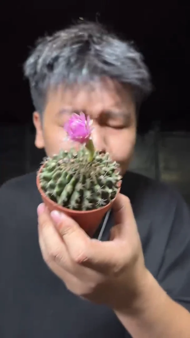翠皇冠 缀化【实生根】造型不指定