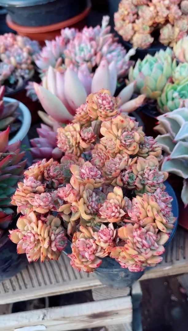 【闪购商品】10133