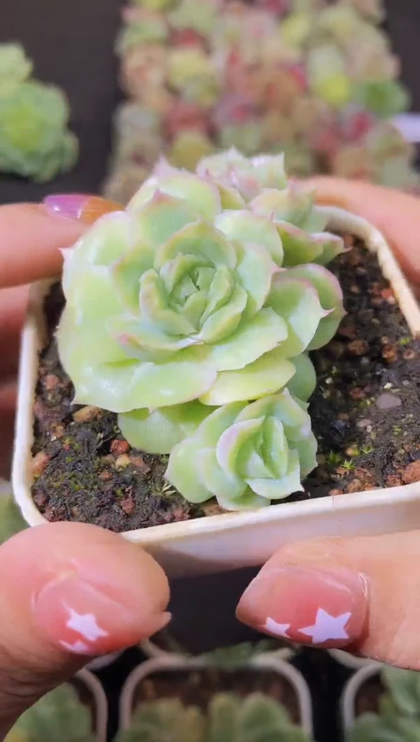 8015水晶虾饺量拍随机发一个