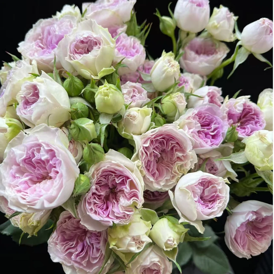 蓝月石多头玫瑰      相同地址任意两单送配草一束