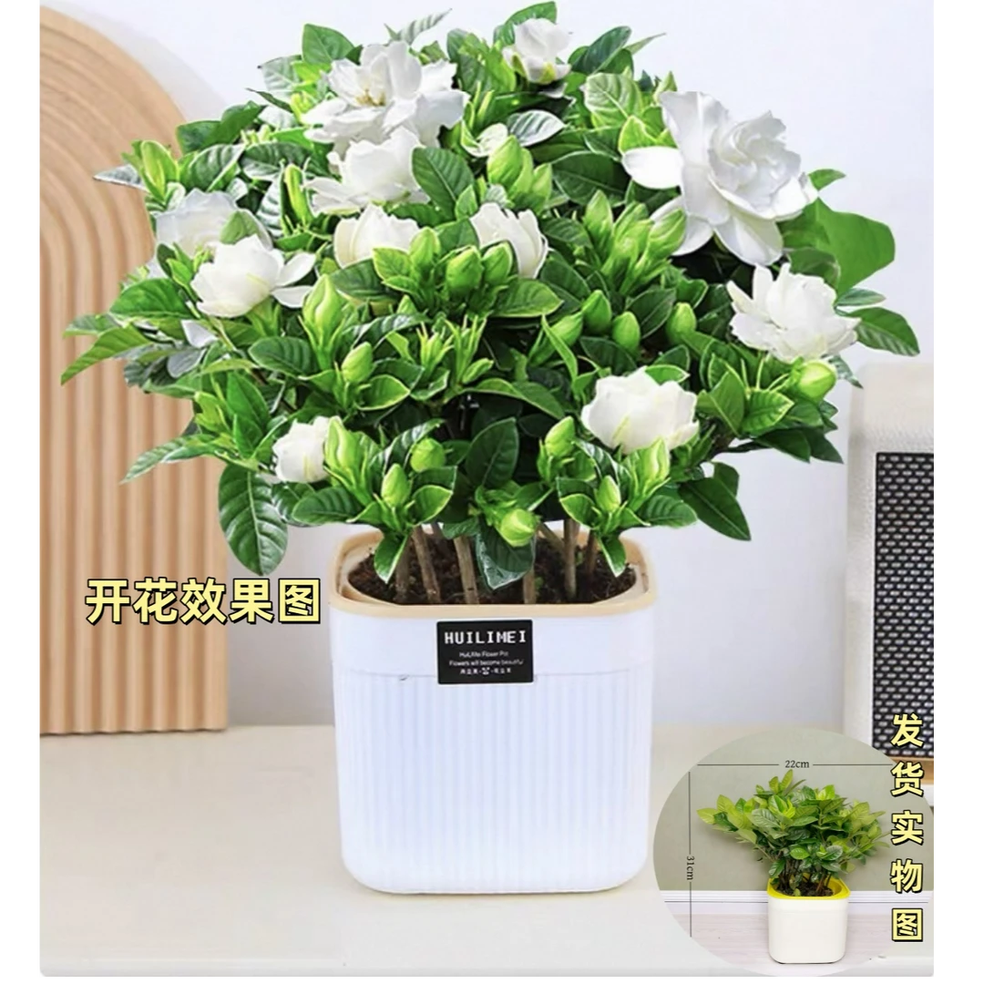 浓香型大叶栀子花栀子花盆栽花卉植物室内客厅阳台绿植