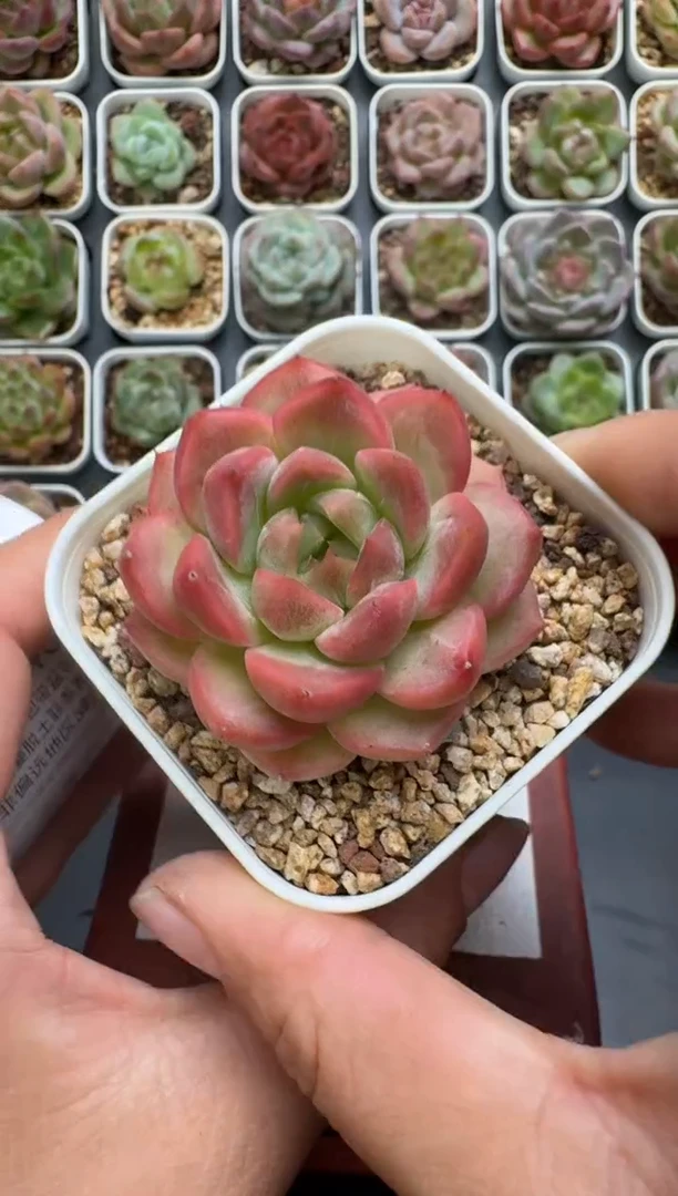 643P带盆土发 当场拍3颗以上包柚 多肉植物 一物一拍