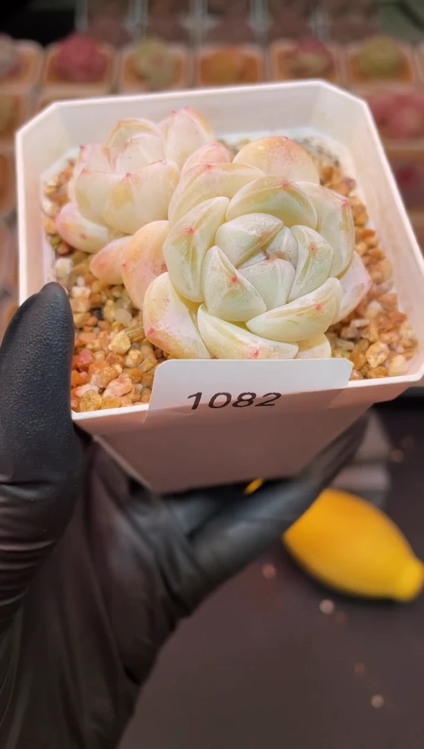 闪购1082 冰玉多肉一颗