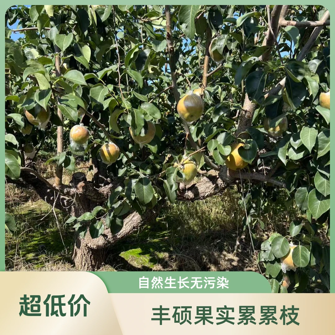 【笑扬农场】现摘罗阁庄玉露香口感细腻脆甜多汁皮薄肉嫩当季水果天津市