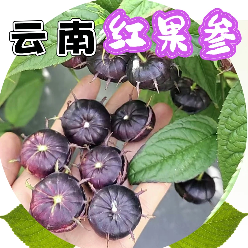 【花青素水果】云南蜘蛛果红果参应季水果花青素小炸弹八甜两酸水果