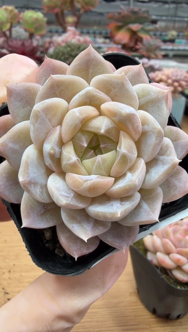 东云多肉园二店-79