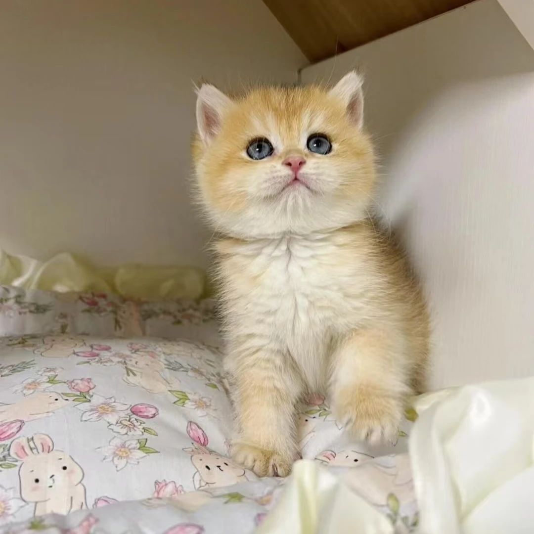 【噶纯宠物猫舍】宠物活体猫咪英短美短布偶金渐层矮脚拿破仑曼基康