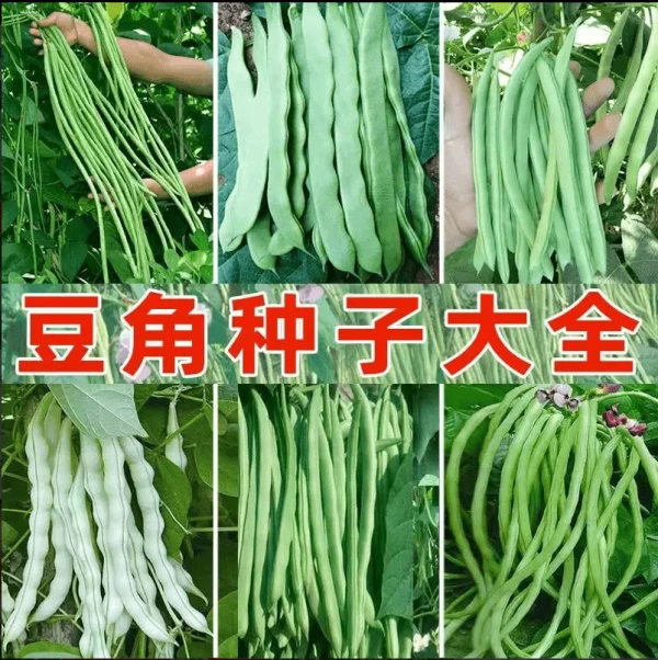 【全店满5包包邮】豆角四季豆眉豆种子大全