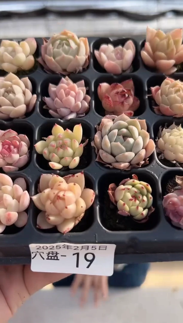 【闪购商品】穴盘-19