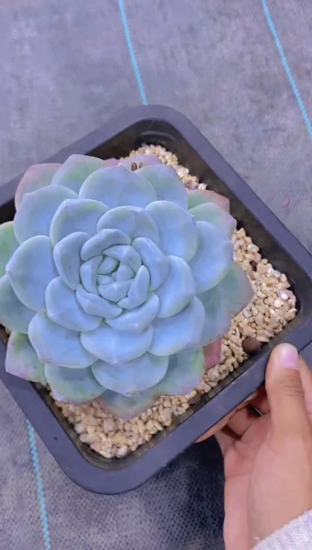 祖****³C34-母本冰玉脱土发（量拍）