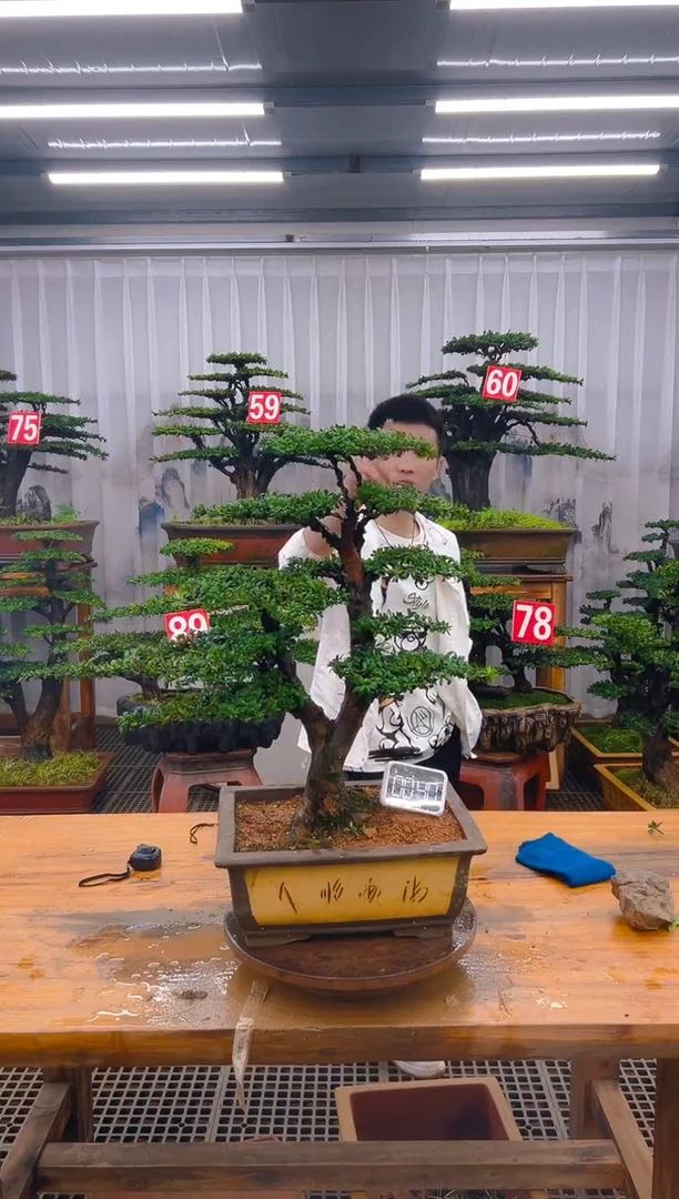 无花朵精品盆景直播间一物一拍
