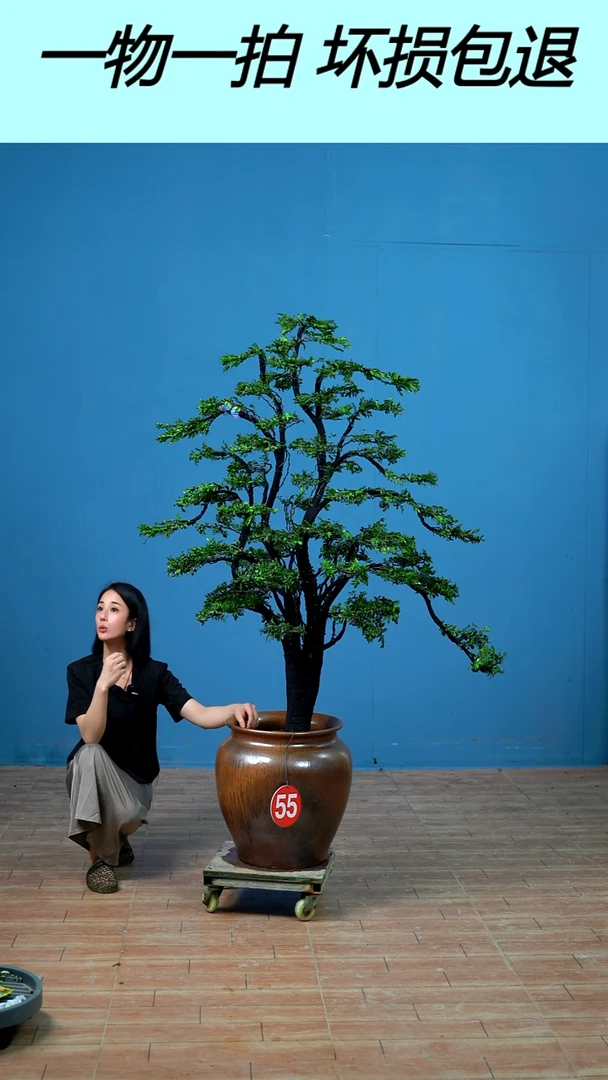 以实际为准i*蛋广东小叶紫檀