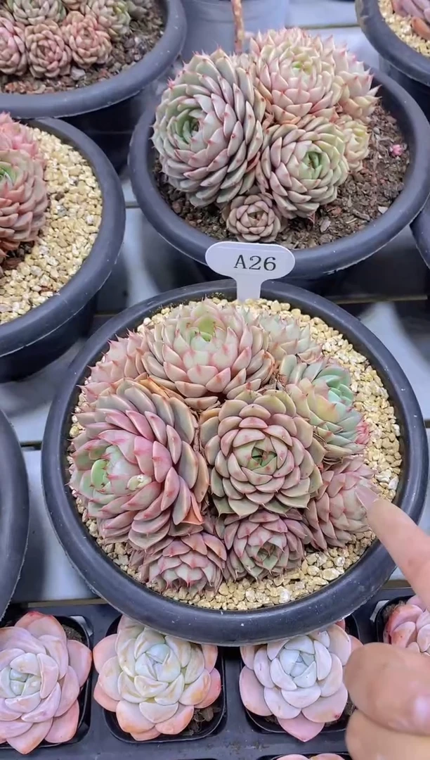 【闪购商品】A26苯巴蒂斯群脱土