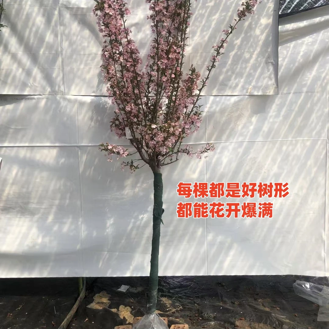 绿化树苗 紫薇樱花海棠玉兰红枫文冠银杏腊梅红梅榆树石榴