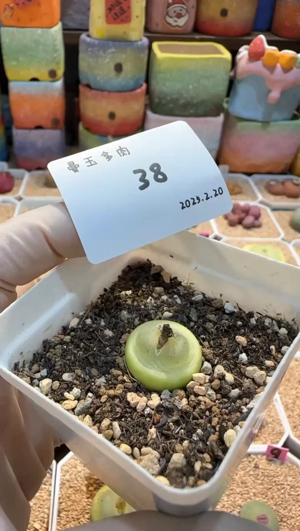 【闪购商品】25.2.20-38