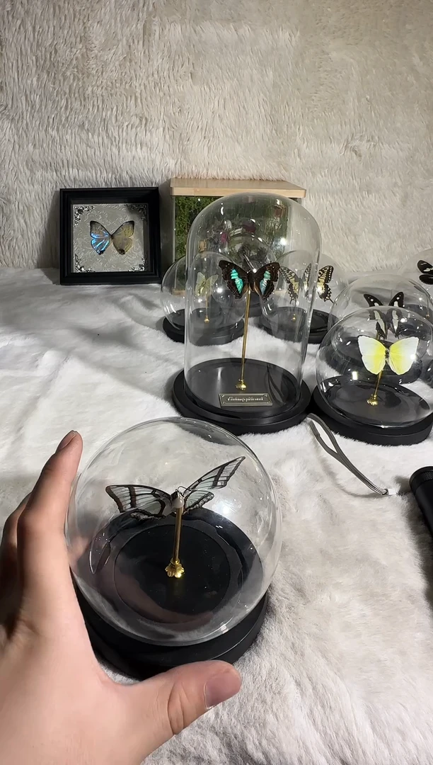 有机玻璃大二尾蛱蝶