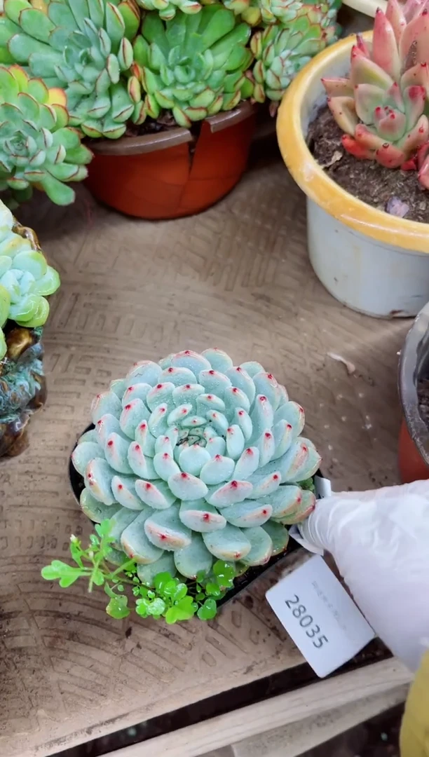 小*二28034多肉植物一物一拍