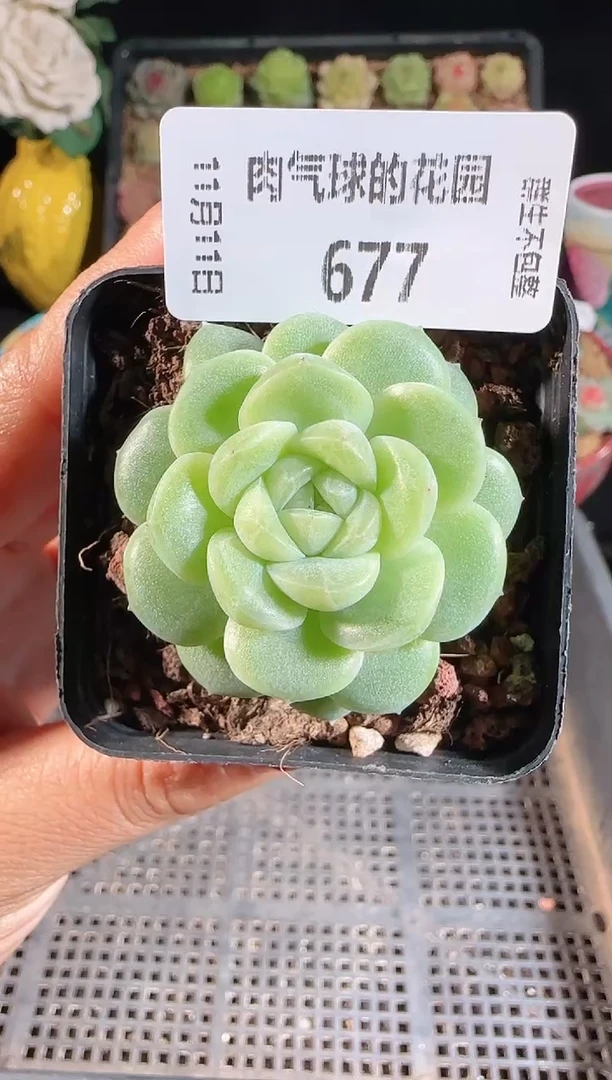 1111-677冰心-10（群生不包整）