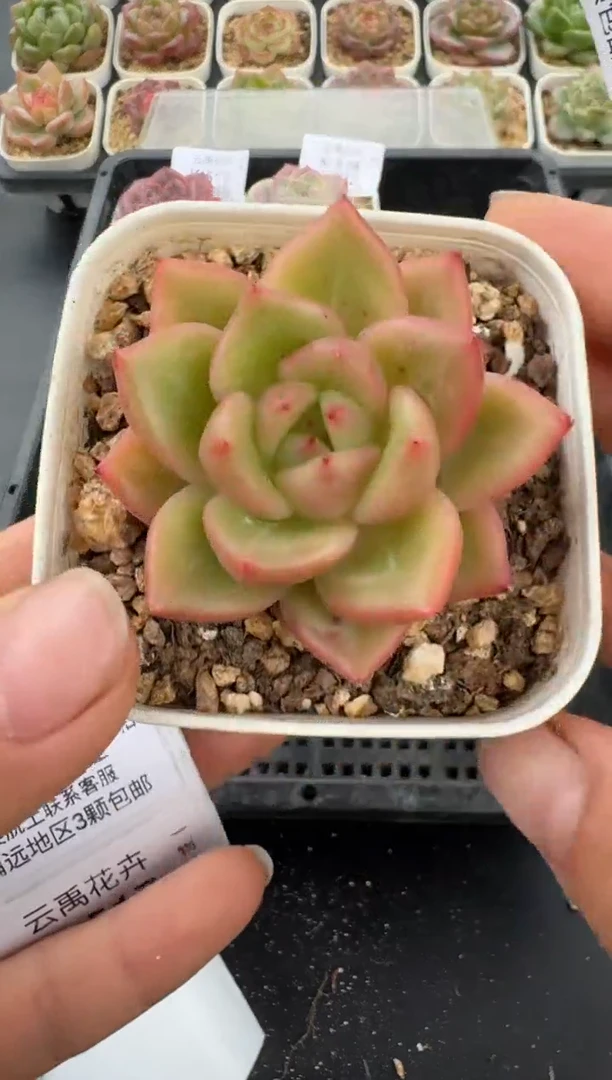 515K云禹多肉植物 带盆土纸巾打包 当天拍3颗包邮
