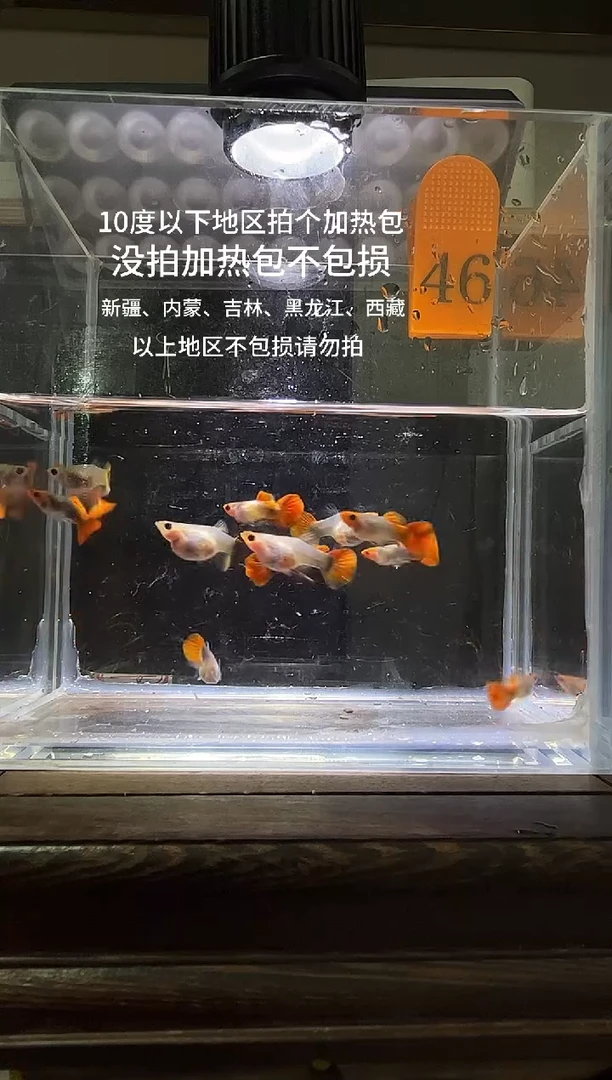 孔雀鱼虎斑玻璃猫编号46