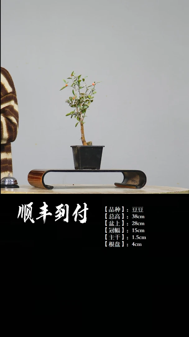 【闪购商品】1Z247  豆豆 不包邮