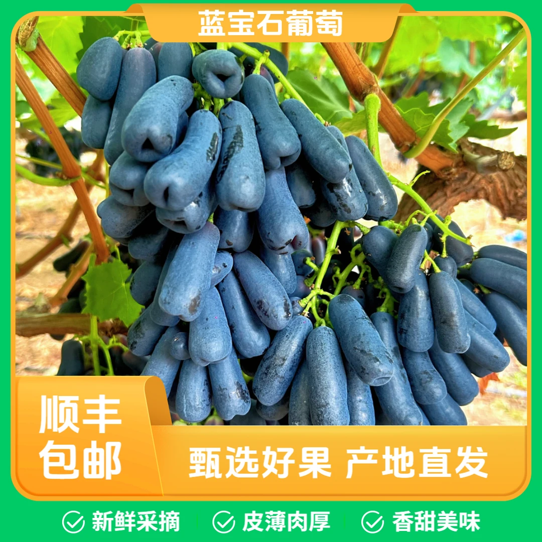 【顺丰包邮】蓝宝石葡萄4斤无籽无核硬脆甜现采现摘真空锁鲜直发