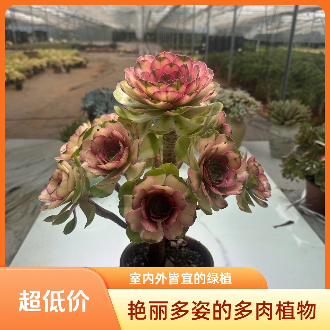 【3年老桩手捧】 如梦法师 精品法师 耐高温 夏天必备 新手必养