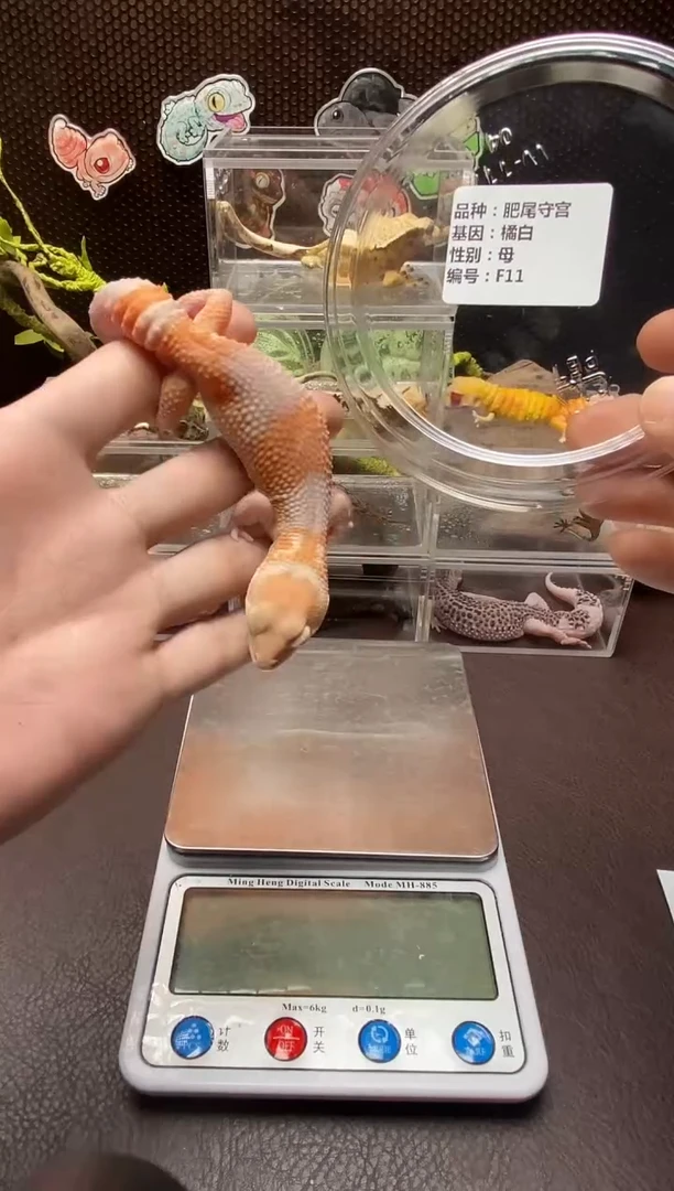 肥尾守宫鳞与尾 Scale Tail 爬宠F12