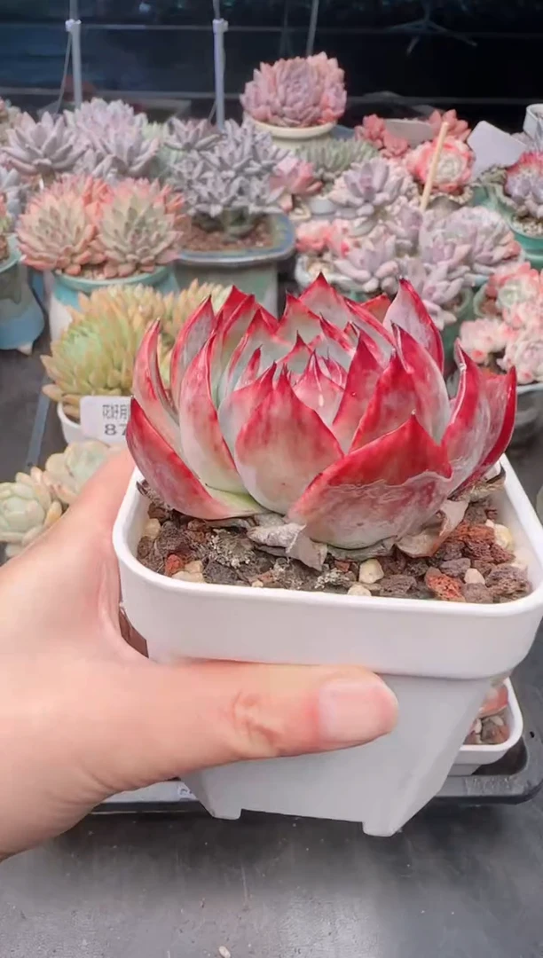 【闪购商品】8742.