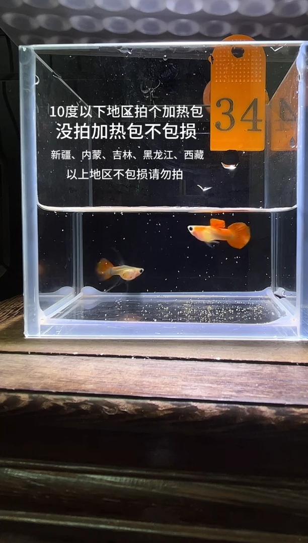 孔雀鱼红礼服玻璃猫短C34