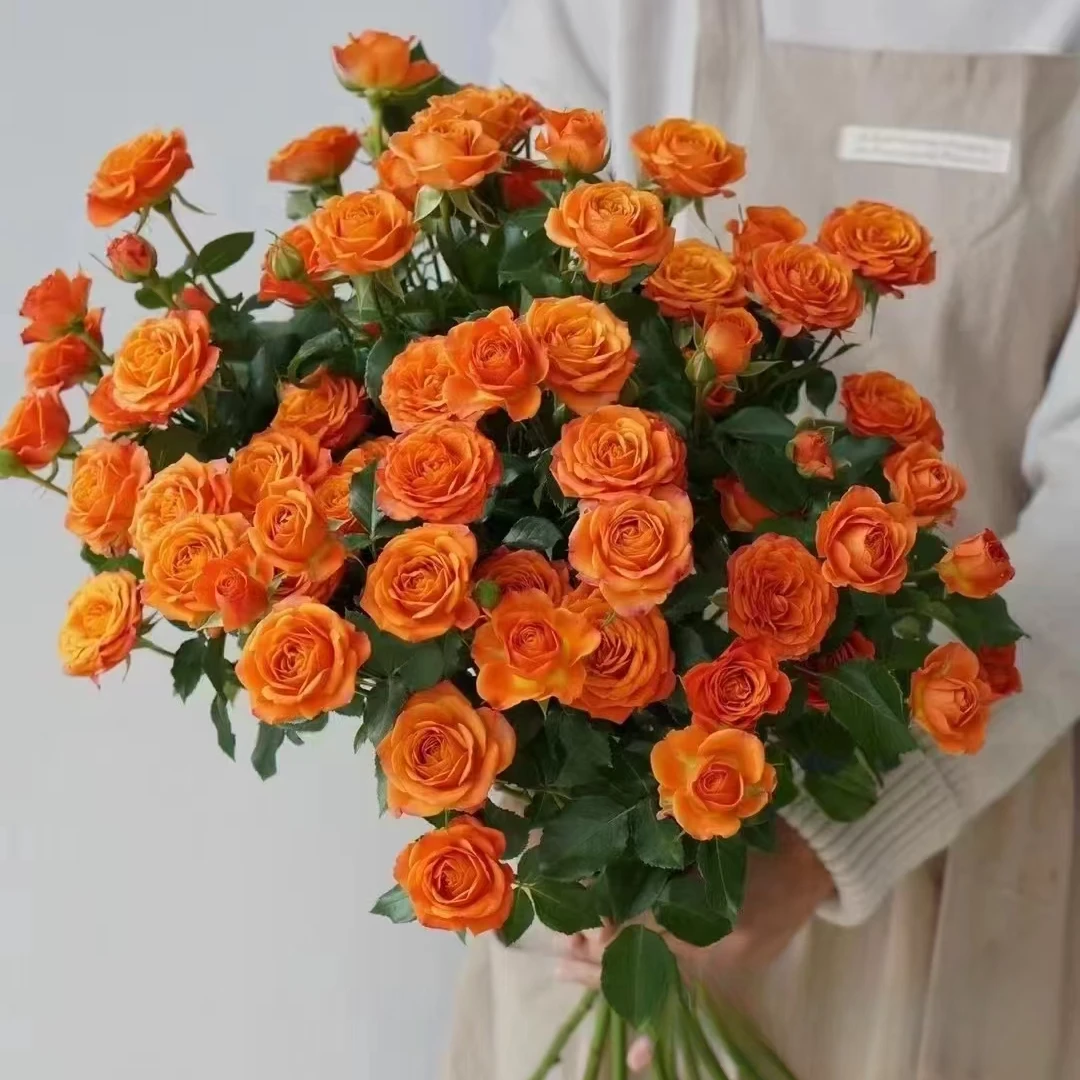 (橙芭比多头玫瑰) 瓶插 易爆瓶  东北鲜花原产 黑吉辽蒙 顺丰包邮