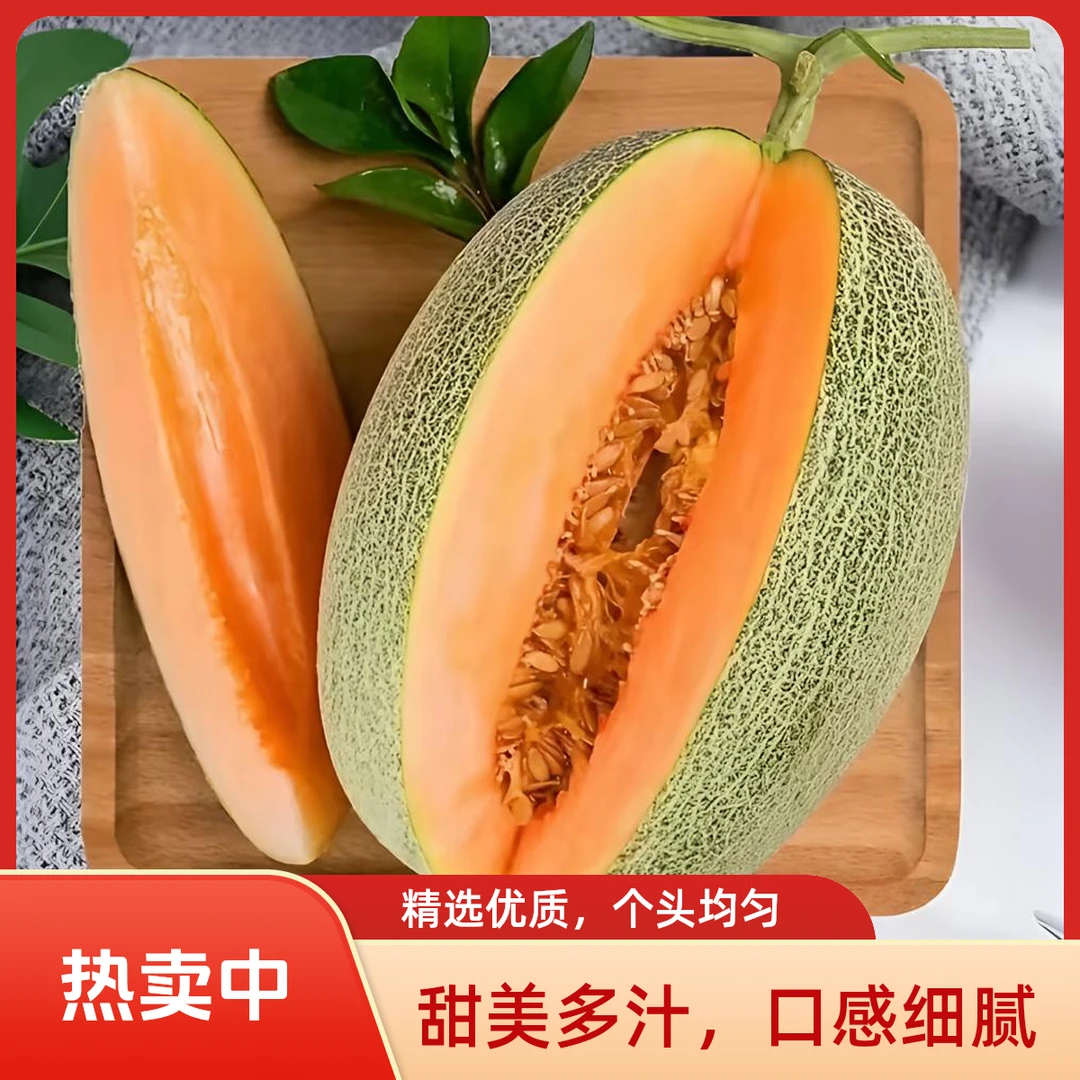 天津本地生态园西州蜜25号哈密瓜新鲜采摘皮薄甜多汁