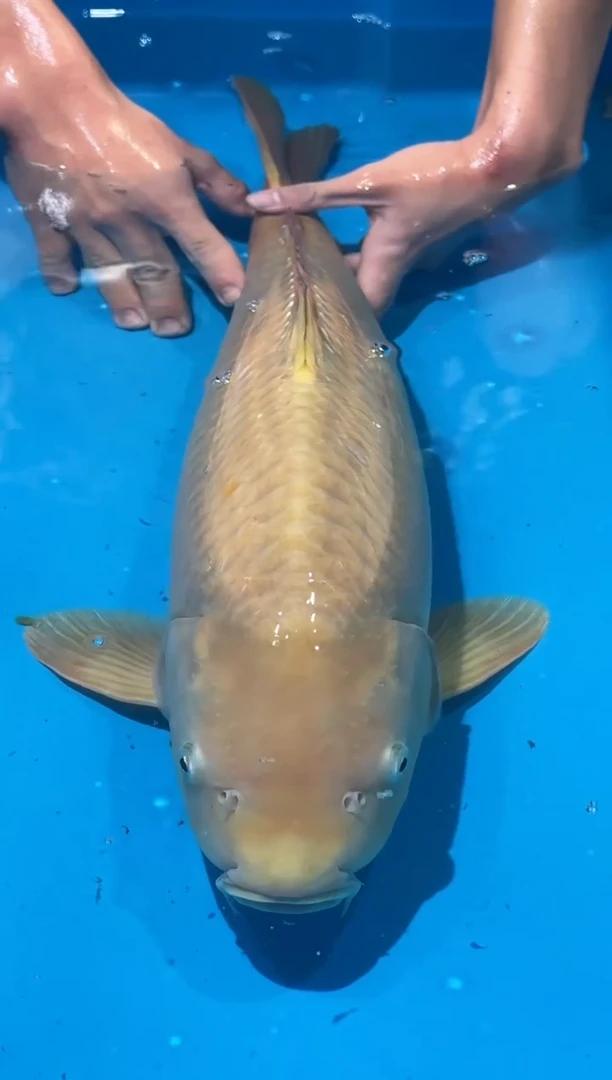 锦鲤佛山金隆锦鲤直播专用闪购链接，不支持7天无理由退货退款