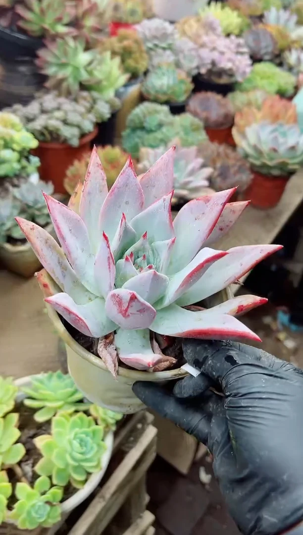沉*15032多肉植物一物一拍