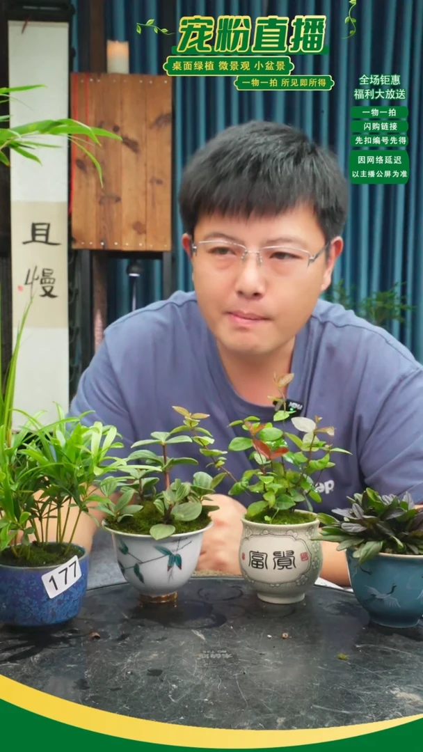 无花朵云*子苔藓微景观177号
