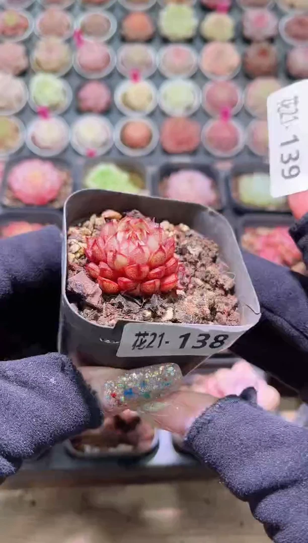 【闪购商品】21-138猫眼石