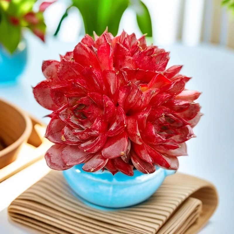 【①号】红绣球SP-无土多肉（冠幅4-6cm/送蓝色双环大口陶瓷盆）