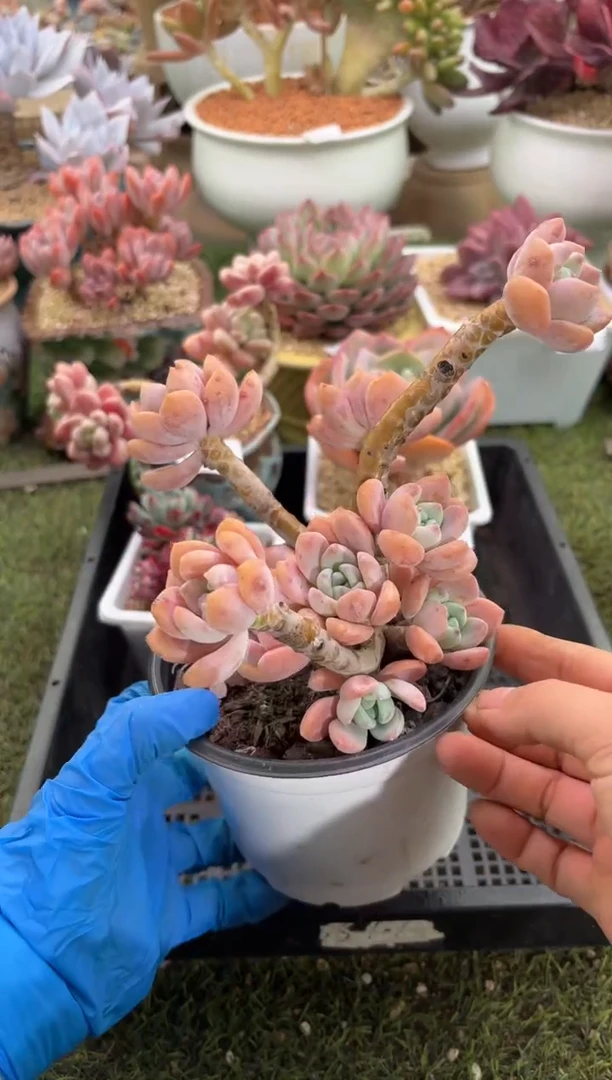 【闪购商品】14571