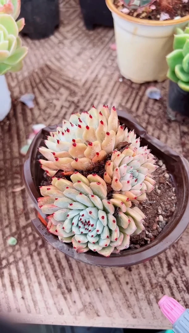 小**✨多肉植物一物一拍31044