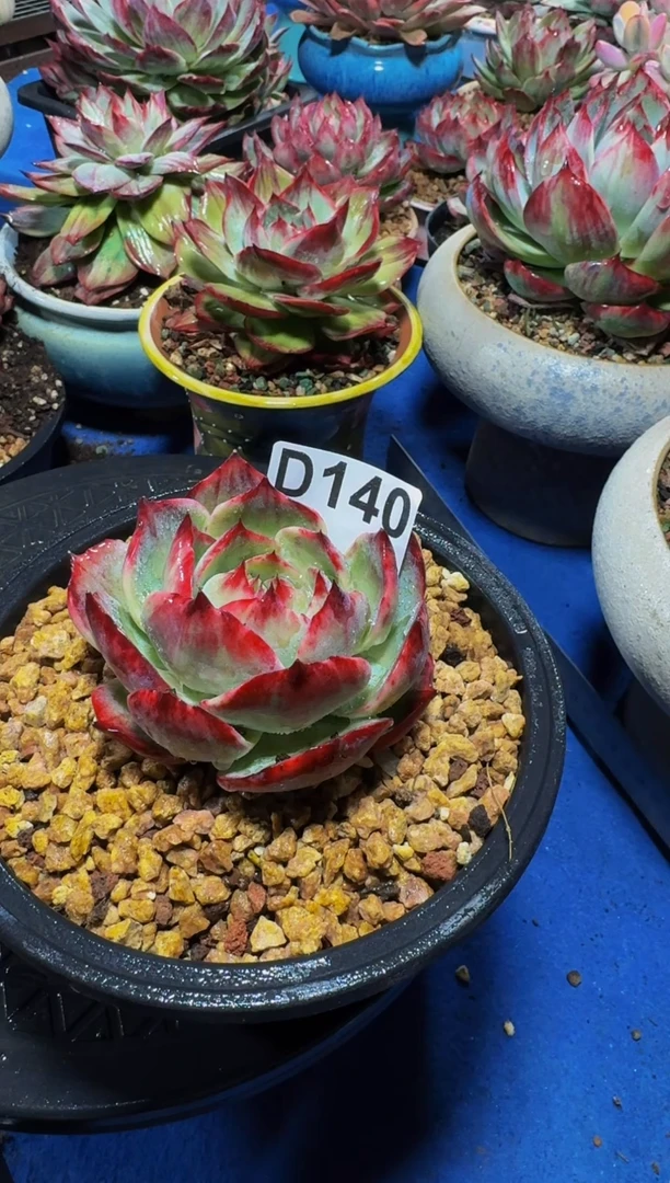 D140惊鸿仙子（裸根发货）