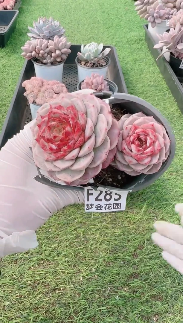 【闪购商品】梦会多肉一物一拍