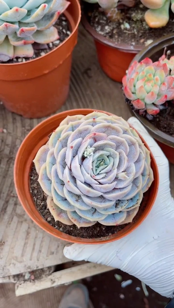 【闪购商品】08177