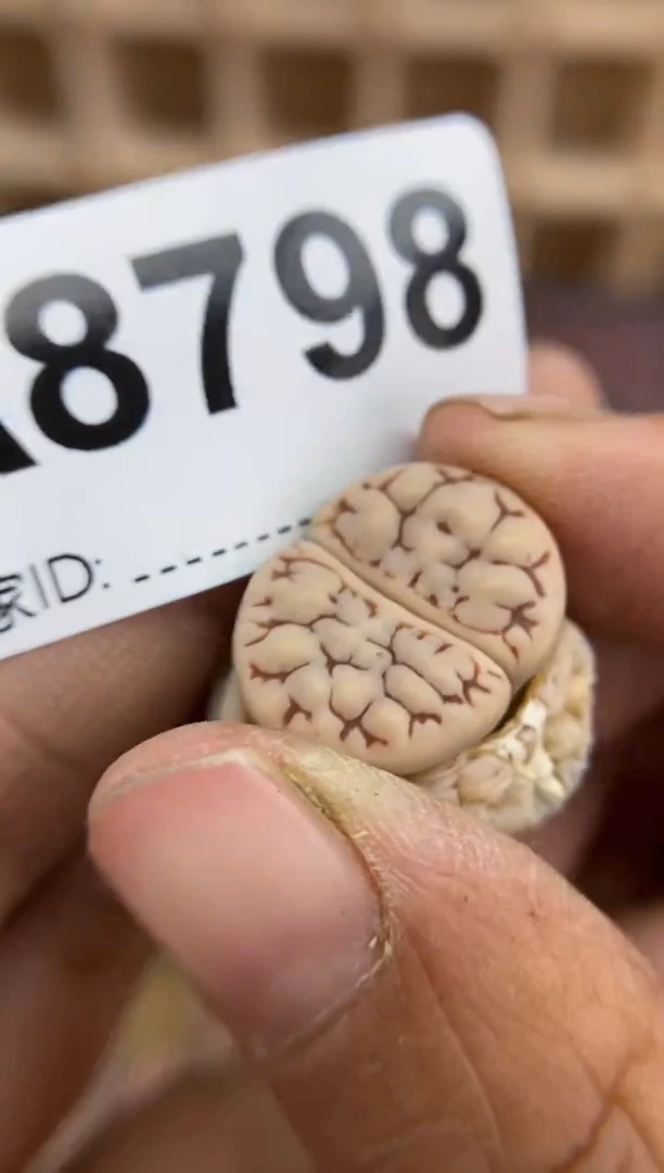 【闪购商品】8798直播一物一拍