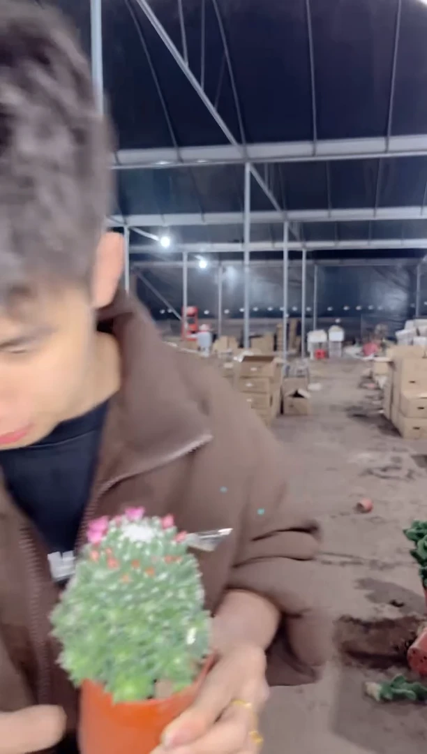 【闪购商品】雪糕【带花苞】