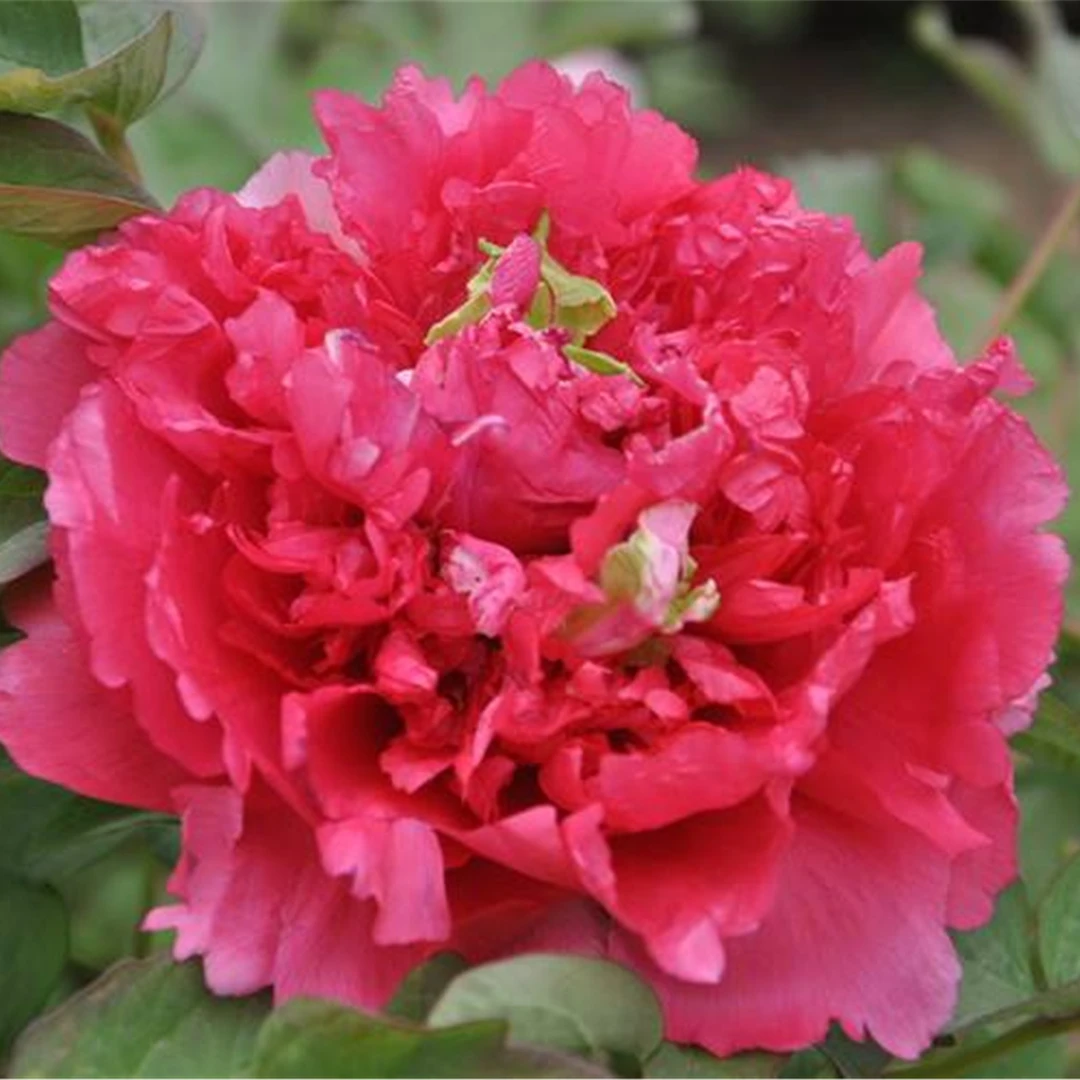 （霓虹幻彩）红色系牡丹，原盆原土发货，洛阳原产地直发