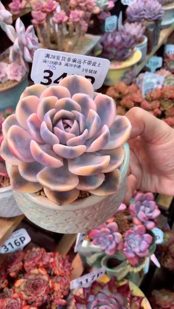 343P  (一物一拍实付满28发货，默认不带盆土）