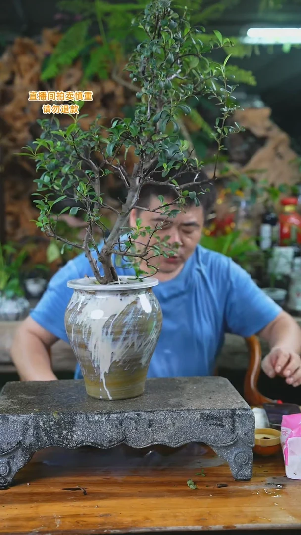 当前无花栽培后可以开花火棘238H+