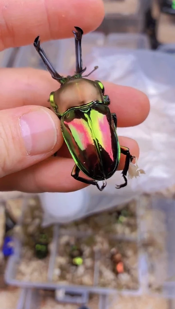 T*石彩虹锹甲成虫公一只+进口套餐