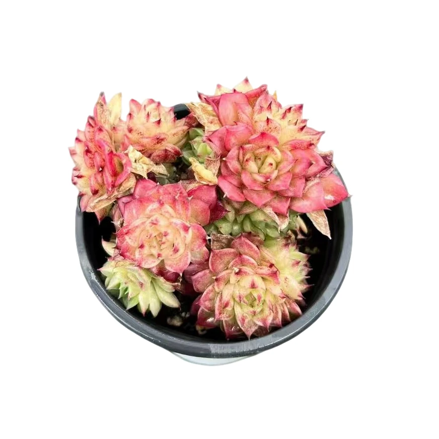 香特带盆9cm（多肉植物）满19.9包邮 云南基地源头直发新手好养