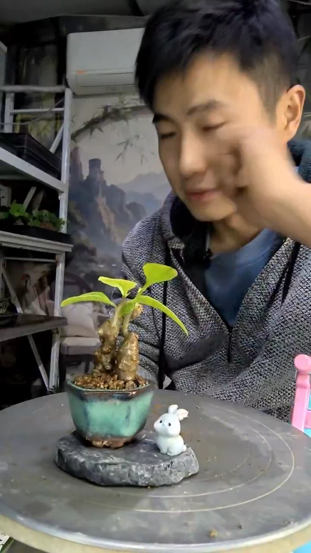 Y*e中青园艺一物一拍17